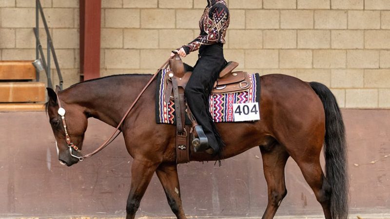 NQHA/AQHA Dutch Championship 2021 afgerond