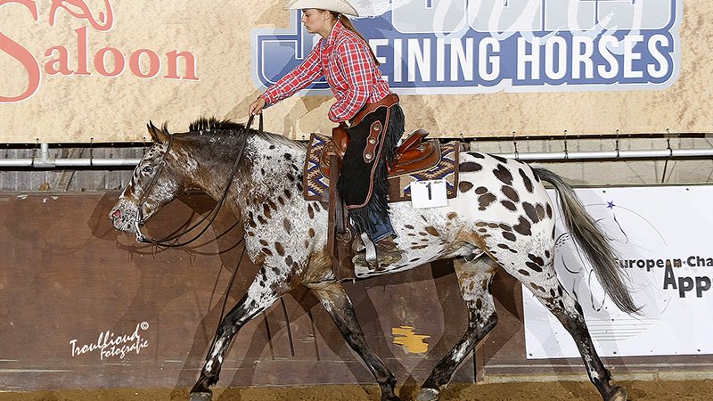 European Championship Appaloosa Horses