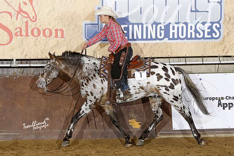 European Championship Appaloosa Horses