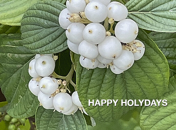 Happy Holydays