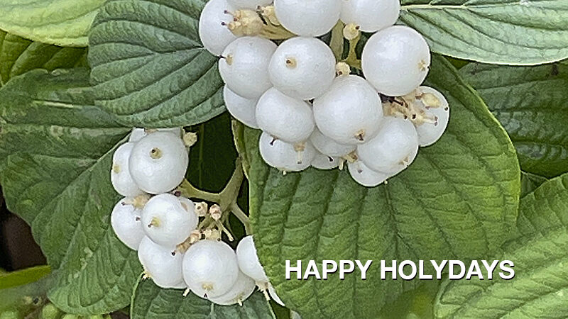 Happy Holydays