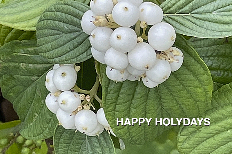 Happy Holydays