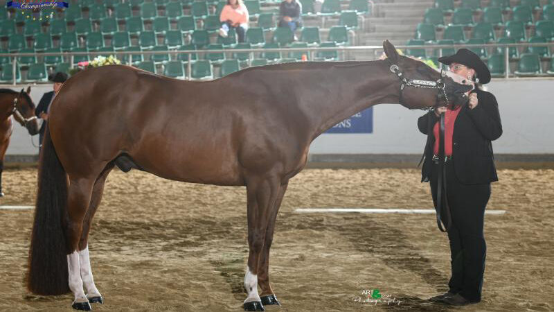 First medals at EC Quarter Horses