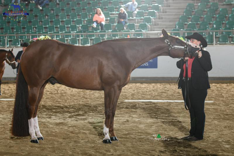 First medals at EC Quarter Horses