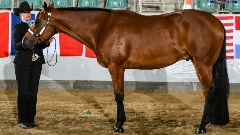 Halter medals at EC Quarter Horses