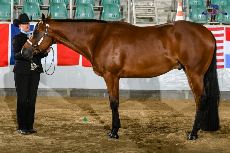 Halter medals at EC Quarter Horses